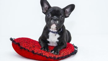Les collier anti aboiement pour chien : tout ce que vous devez savoir